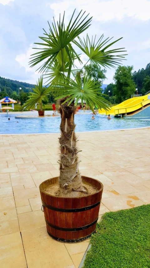 Donica sosna 28xH26 k. palisander