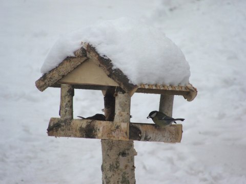 Karmnik sosnowy klasyczny