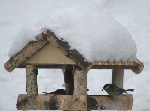 Karmnik sosnowy prostokątny